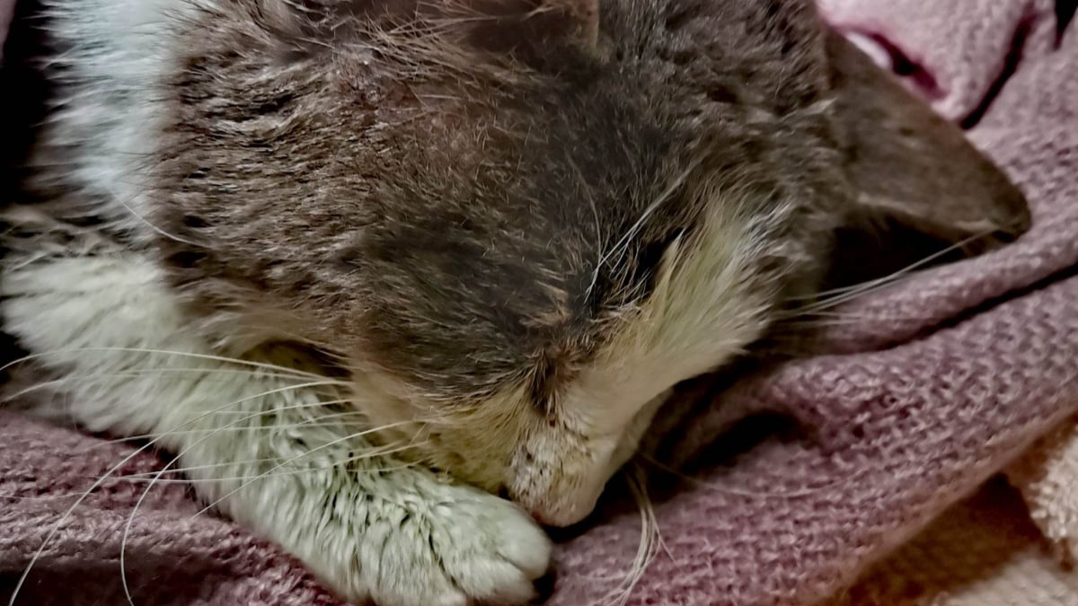 Illustration : "Un chat sénior fait les frais d’une tempête hivernale, et est retrouvé gelé dans les rues de sa ville (vidéo)"