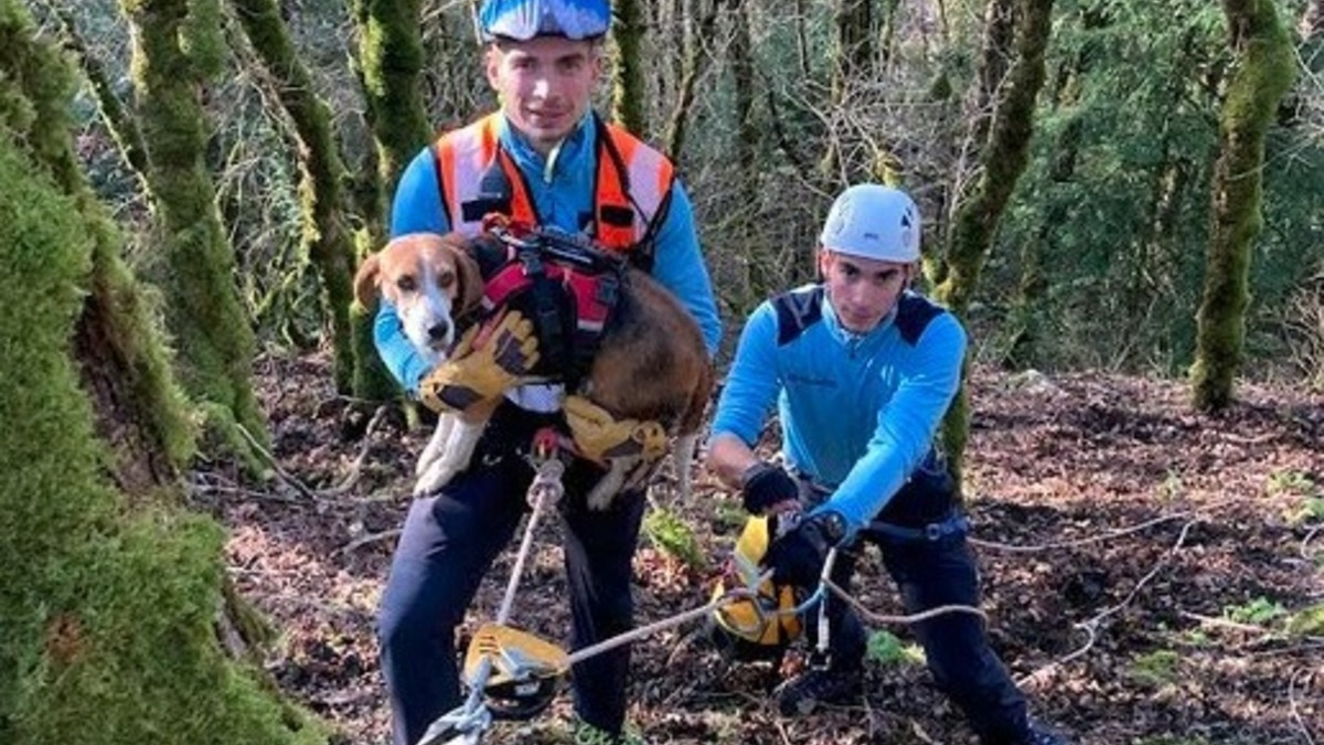 Illustration : "Un Beagle en mauvaise posture après avoir poursuivi un animal fait intervenir les sauveteurs spécialisés de la gendarmerie"