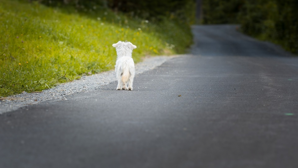 Illustration : "Un bon samaritain sauve la vie d'un chien errant heurté par une voiture"