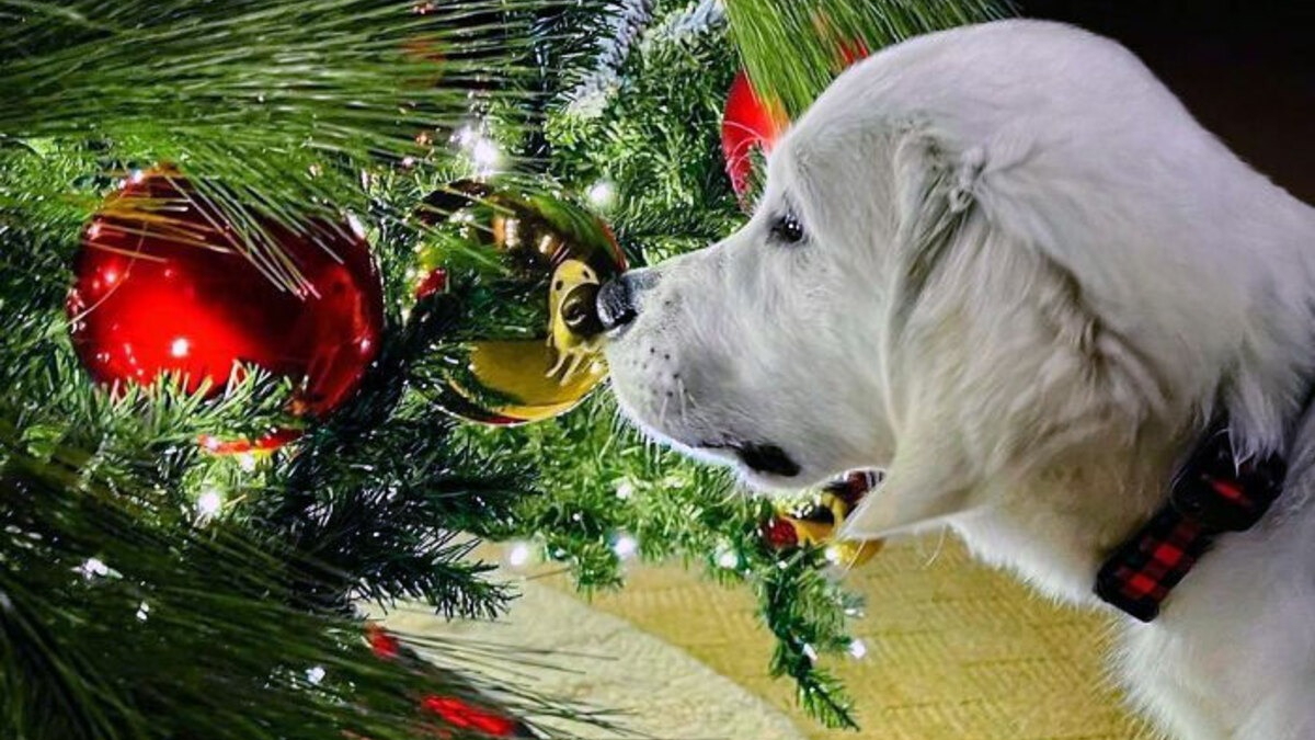 Illustration : "20 photos drôles ou émouvantes d'animaux qui ont marqué Noël de leur patte personnelle"