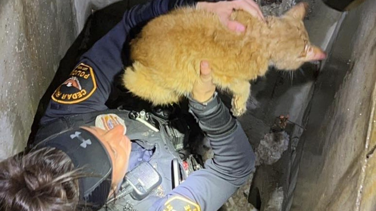 Illustration : "Un chat reste coincé dans un conduit gelé pendant plusieurs jours jusqu'à l'arrivée de la police"