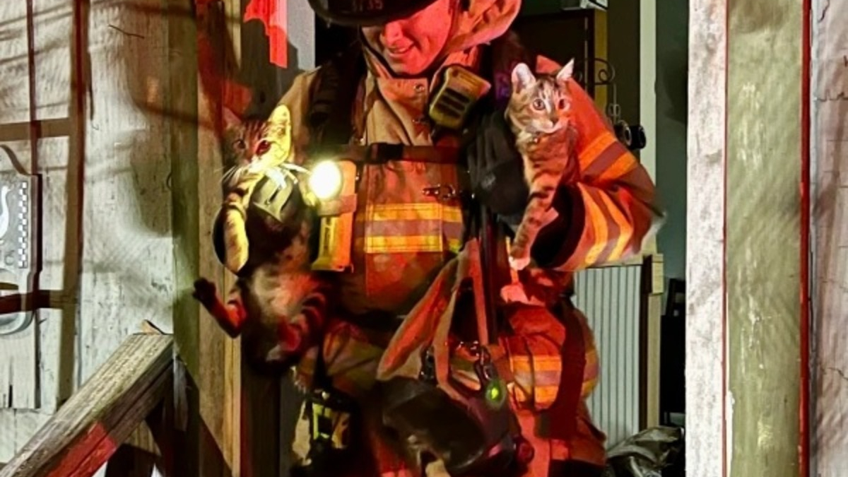 Illustration : "Les pompiers s'engouffrent dans une maison en feu avec 3 chats et 3 chiens à l'intérieur, espérant les retrouver à temps"