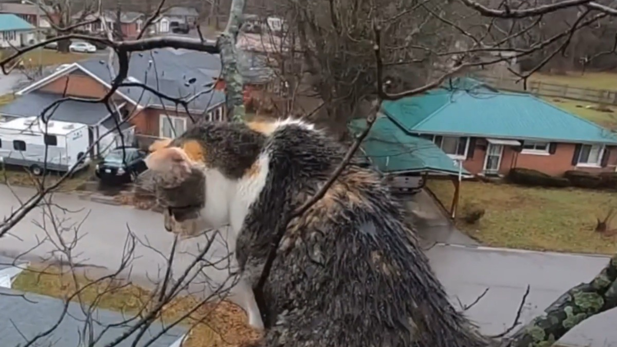 Illustration : "A court de solutions, la propriétaire d'une chatte coincée dans un arbre depuis 4 jours se tourne vers un élagueur"