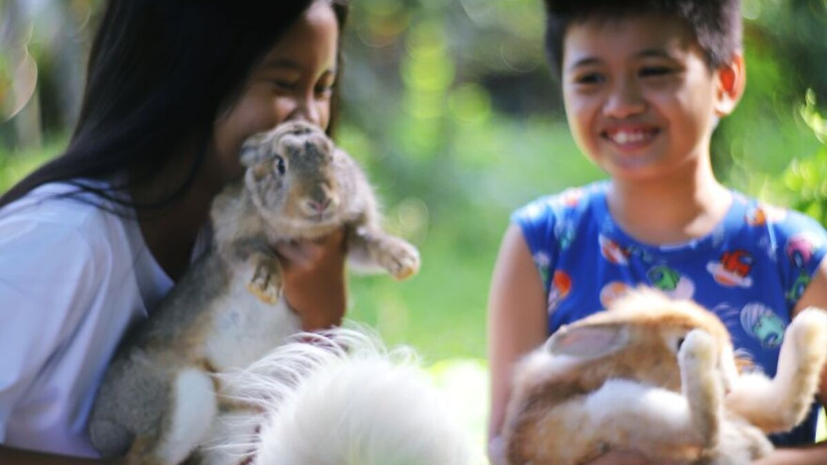 Illustration : "12 photos craquantes d'un duo de lapins heureux en famille"