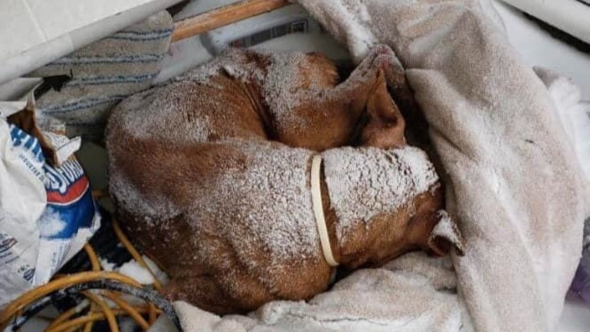 Illustration : "Une chienne âgée et émaciée est retrouvée dans la rue un jour de froid glacial"