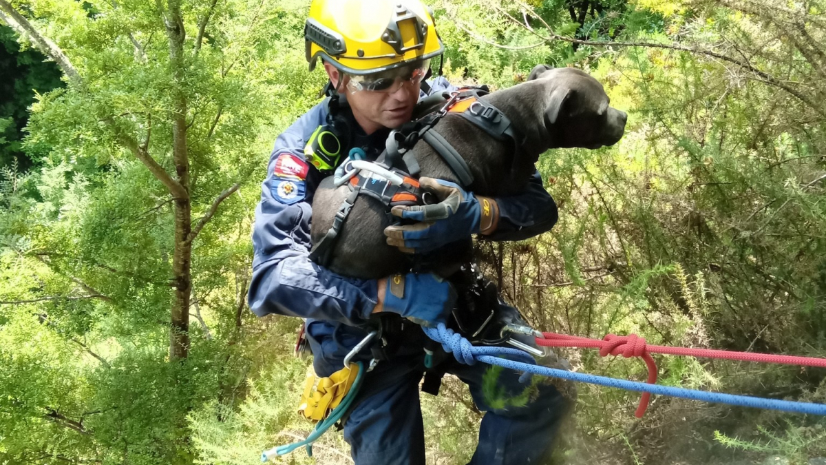 Illustration : "Un chien fait une chute vertigineuse de 40 mètres en voulant chasser un lapin"