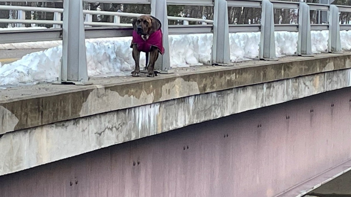 Illustration : "Un chien marchant seul sur un pont au-dessus d'une rivière gelée interpelle les passants qui lui viennent en aide"