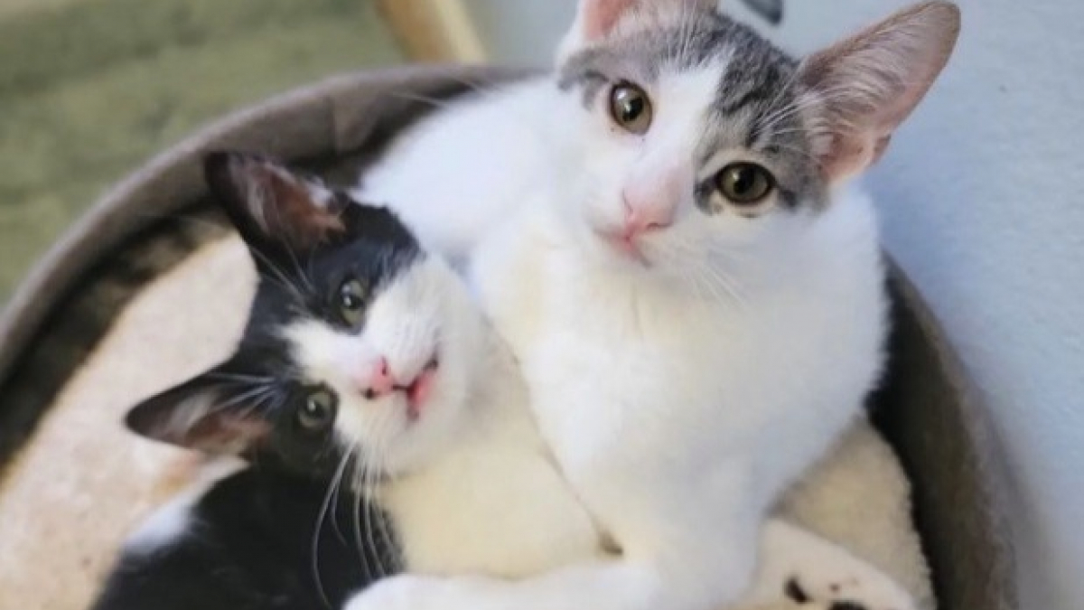 Illustration : "2 chatons se sont rencontrés en famille d’accueil, et depuis, ils forment un duo inséparable (vidéo)"