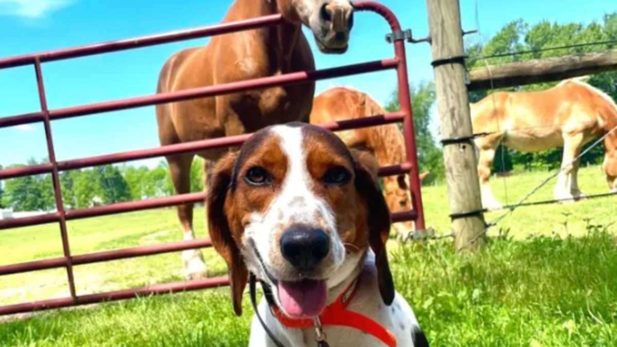 Illustration : "17 photos de chiens qui adorent leur vie à la ferme"