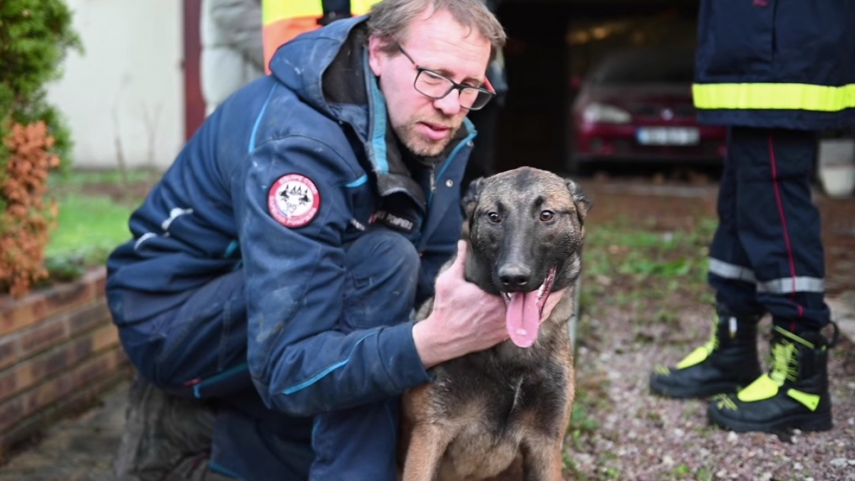 Illustration : "Un Berger Belge Malinois pris au piège entre 2 murs nécessite l’intervention des pompiers"