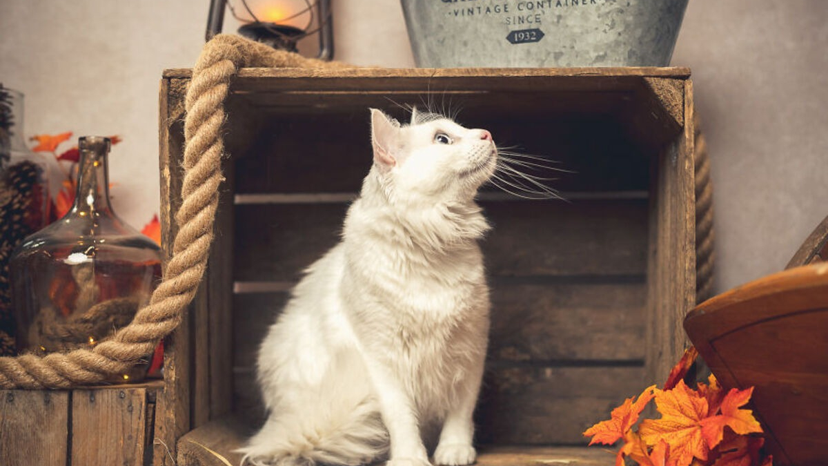 Illustration : "20 portraits sublimes de chats et de chiens réalisés par un photographe amoureux des animaux"