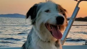 Illustration : "Effrayé par des pétards, un chien disparaît dans l’arsenal de Toulon et reste introuvable pendant 2 semaines"
