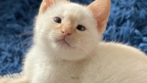 Illustration : Un chaton qui avait trouvé refuge dans une vieille voiture profite désormais des joies de la vie d’intérieur