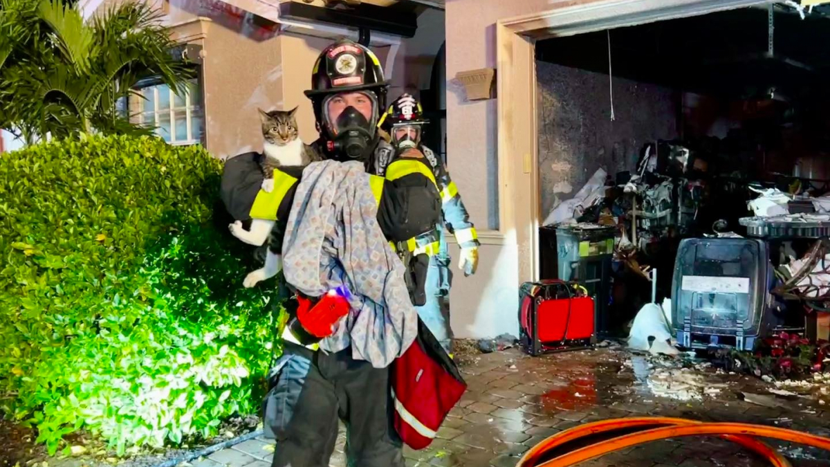 Illustration : "Les pompiers interviennent pour voler au secours d’un chat et de 2 oiseaux, pris au piège dans l’incendie de leur maison"