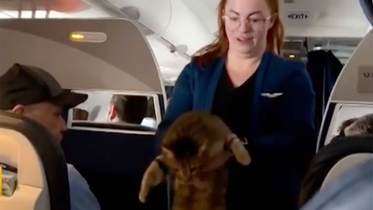 Illustration : "Un chat provoque du remue-ménage à bord d'un avion après s'être échappé de sa caisse de transport (vidéo)"