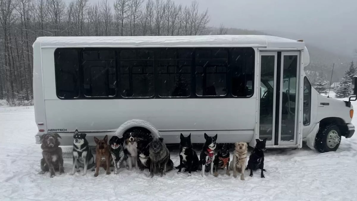 Illustration : "Chaque jour, un couple emmène les chiens du village en balade à bord de son bus (vidéo)"