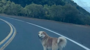 Illustration : Un chien est découvert en haut d’une montagne, où il a été abandonné (vidéo)