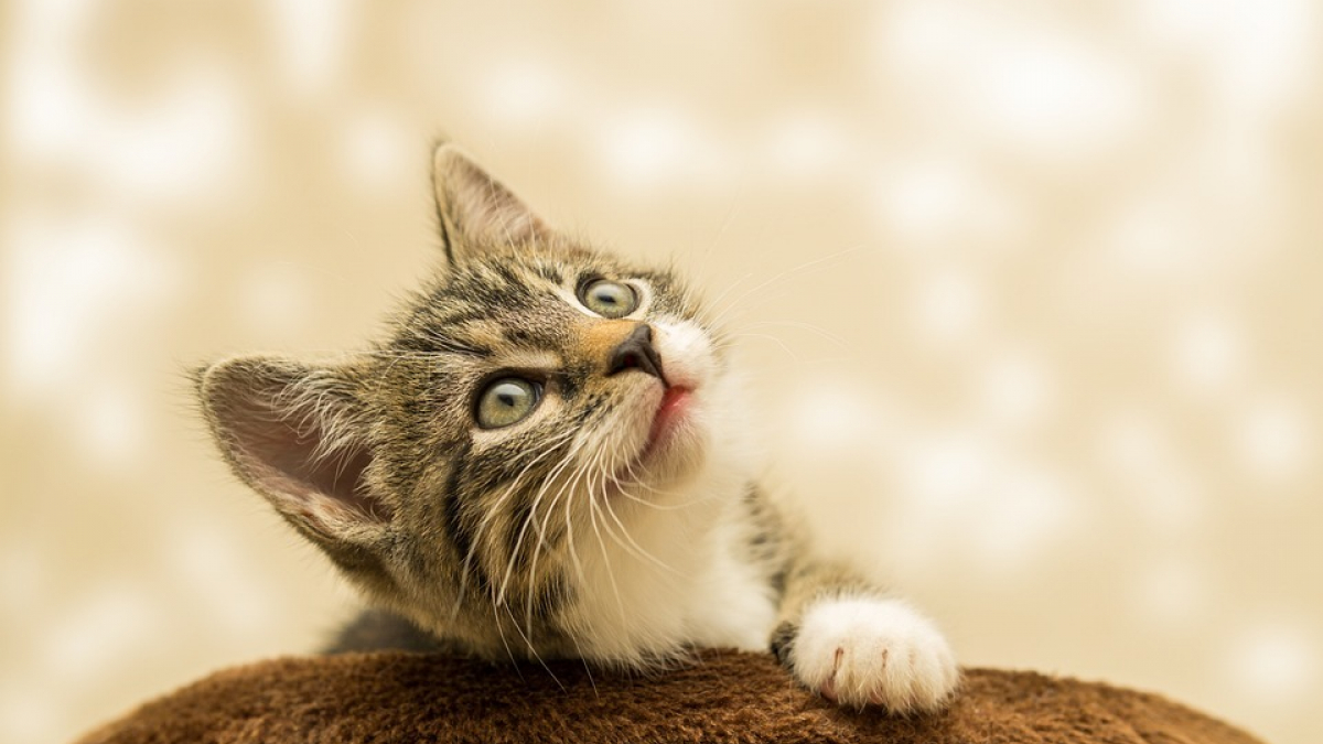 Illustration : "Au Japon, une entreprise qui propose un concept de « chats à louer » suscite la colère"