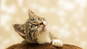 Illustration : Au Japon, une entreprise qui propose un concept de « chats à louer » suscite la colère