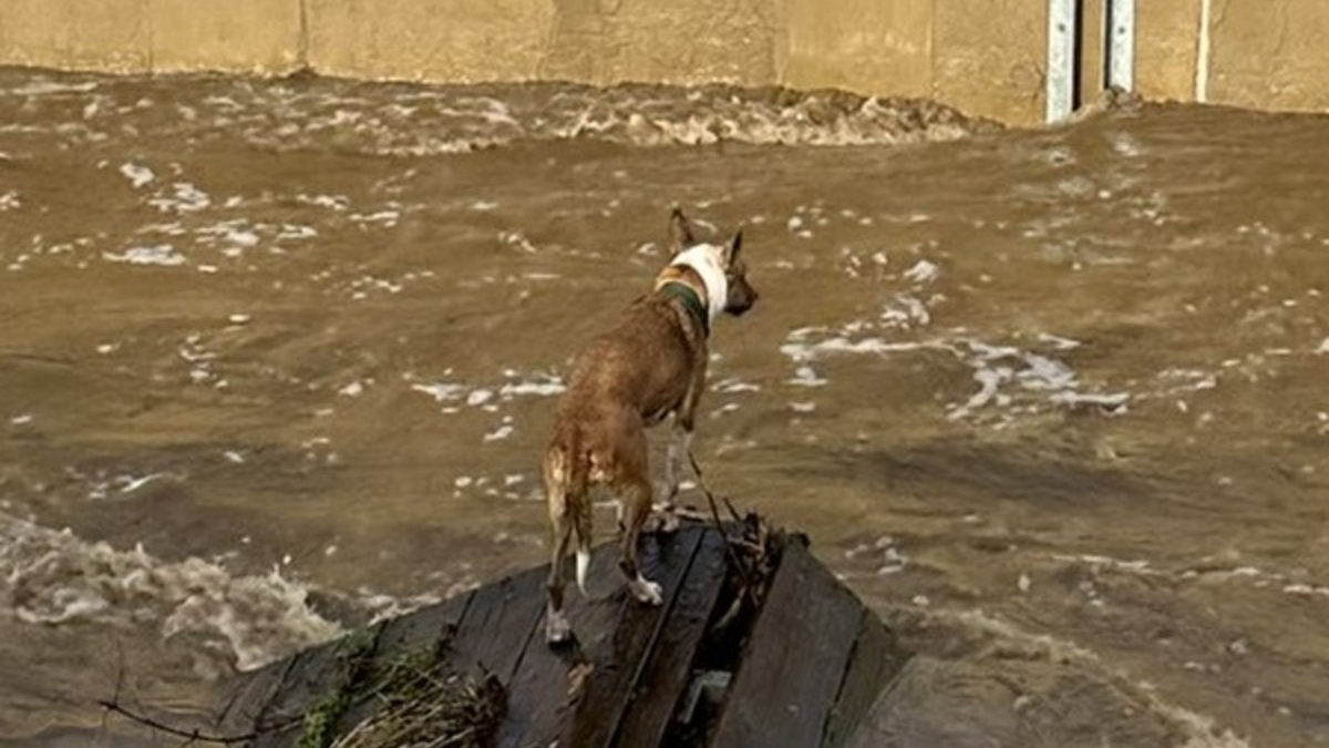 Illustration : "2 chiens tombés dans une rivière déchaînée déclenchent l'intervention héroïque des pompiers"