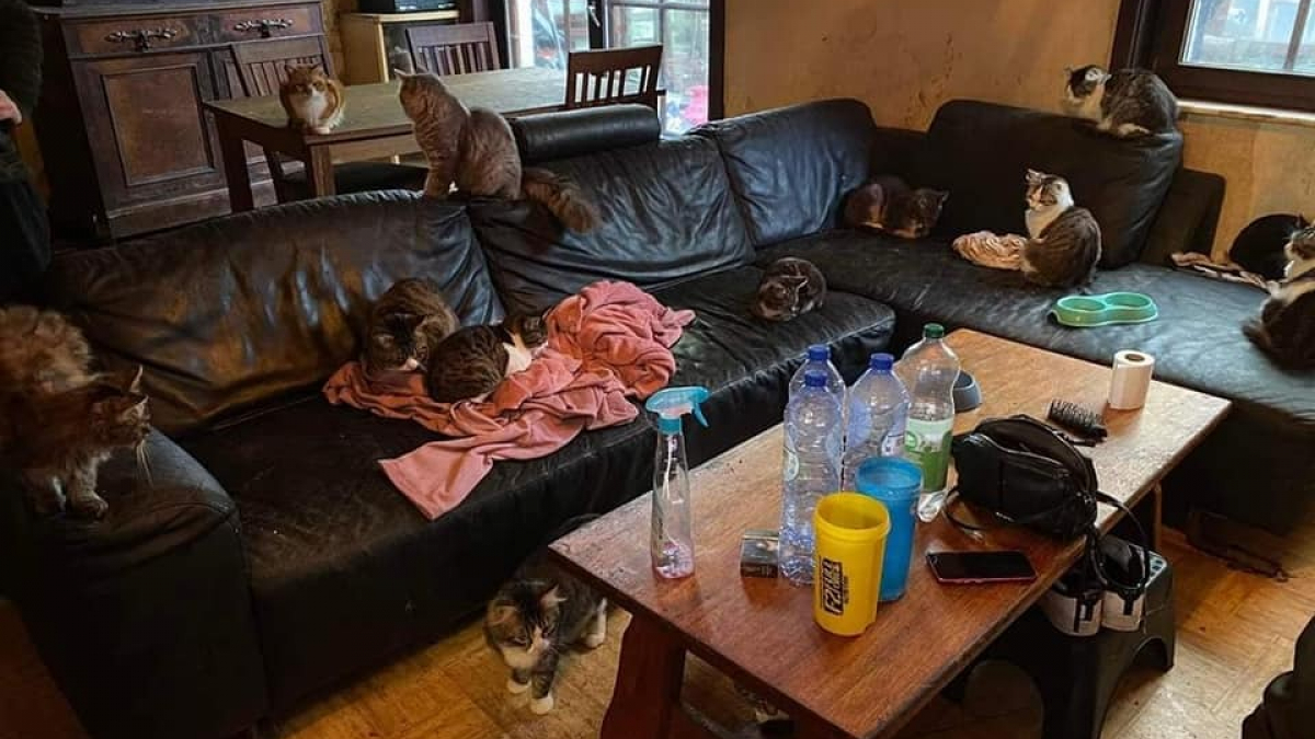 Illustration : "37 chats sont découverts dans une seule et même maison, des bénévoles interviennent pour mettre fin à la situation"