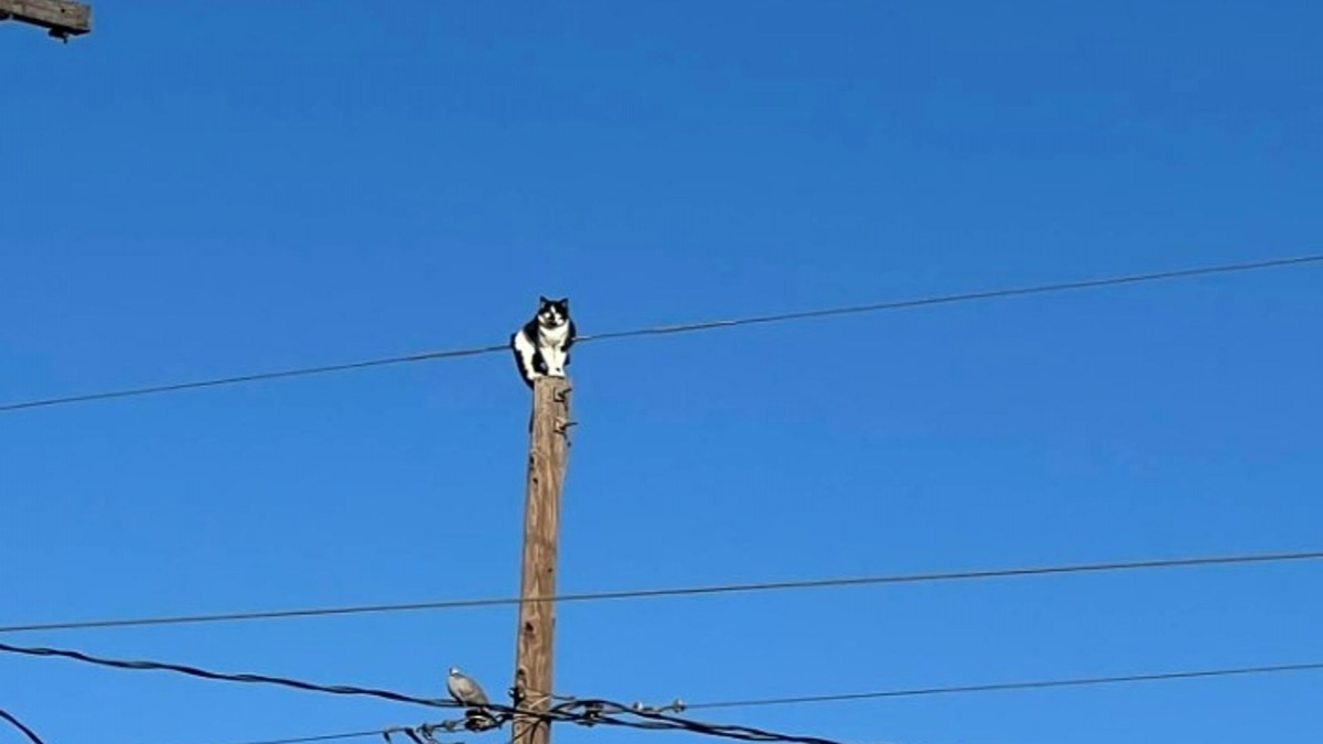 Illustration : "Un chat se retrouve pris au piège en haut d’un poteau électrique, les secours interviennent"