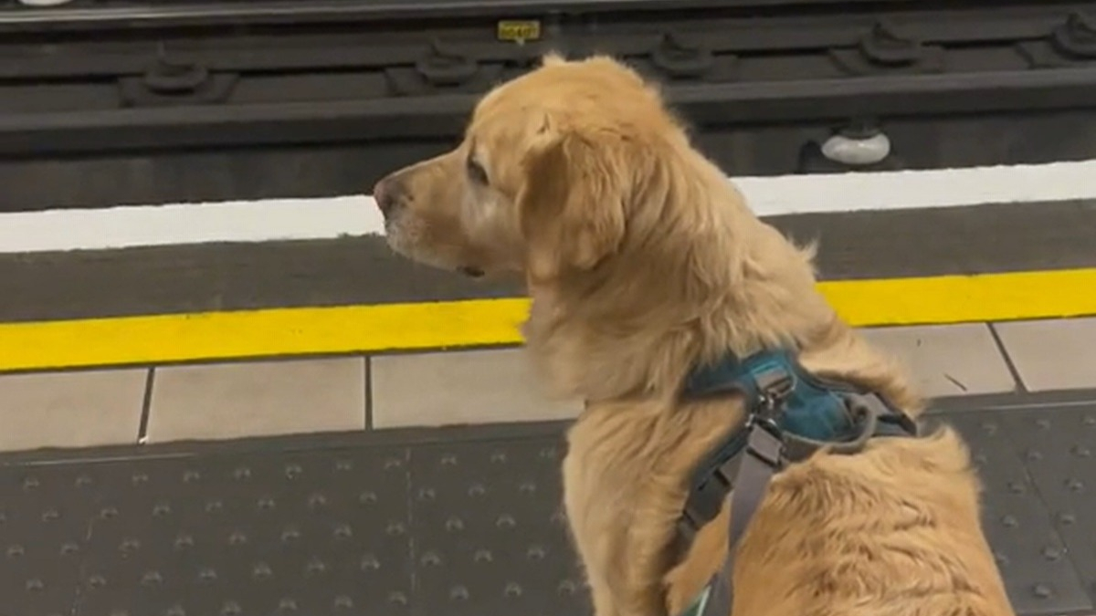 Illustration : "Ce Golden Retriever adore voyager à bord du métro, pour le plus grand bonheur des usagers (vidéo)"