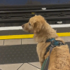 Illustration : Ce Golden Retriever adore voyager à bord du métro, pour le plus grand bonheur des usagers (vidéo)