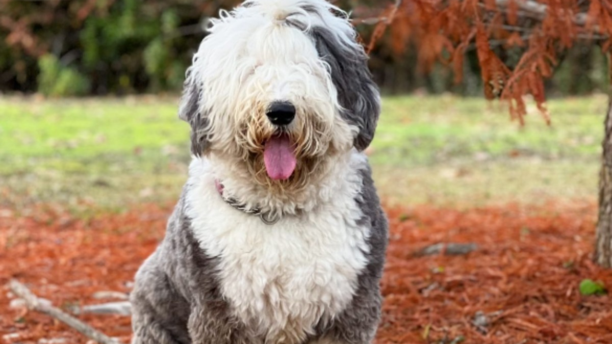 Illustration : "20 photos au poil de Bobtails, chiens à la fourrure généreuse et ayant le sens de la famille"