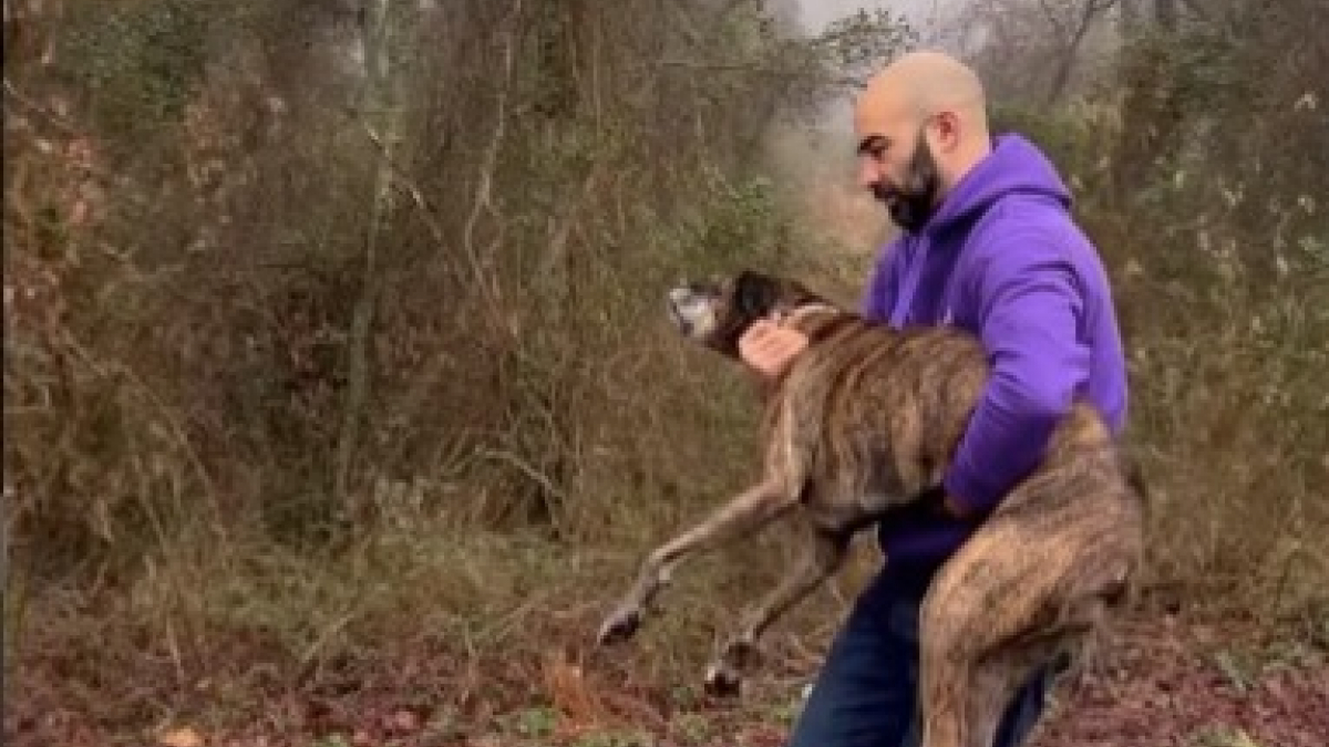 Illustration : "2 membres d'une association animale rencontrent une chienne disparue par le plus grand des hasards (vidéo)"