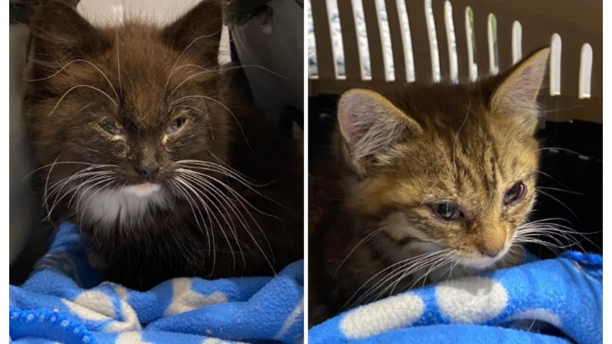 Illustration : "Retrouvés sur des terres agricoles, 2 chatons mal en point se battent pour aller de l'avant aux côtés de leur ange gardien"