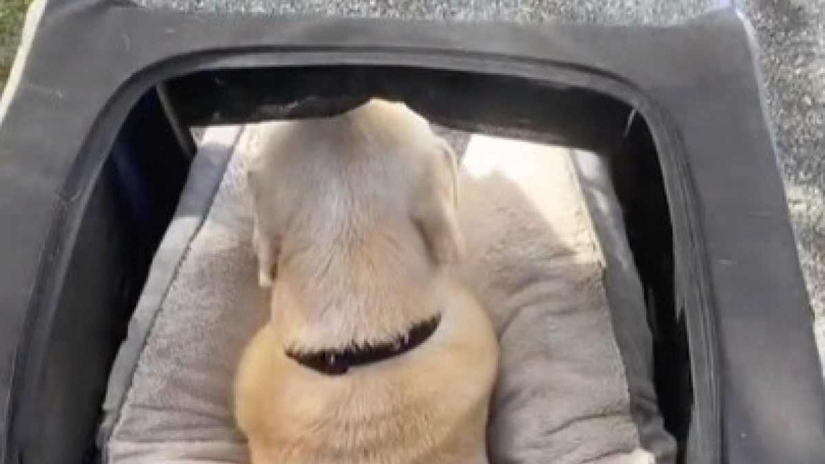 Illustration : "Une femme a trouvé un moyen d’emmener son chien sénior en balade sans le fatiguer (vidéo)"