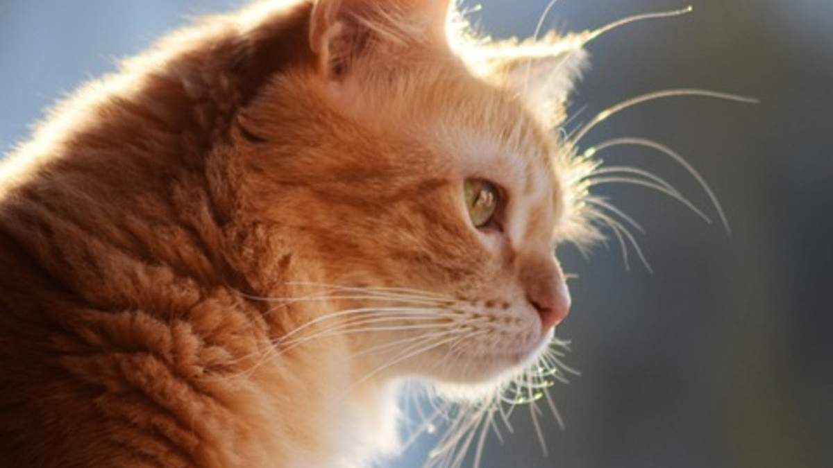 Illustration : "Un chat bloqué dans le clocher d'une église depuis 2 semaines inquiète les habitants qui appellent les pompiers"