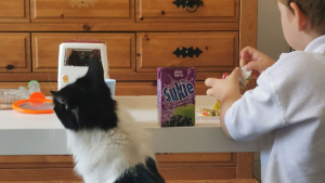 Illustration : 20 photos de chats qui s'invitent chez les gens et prennent leurs aises