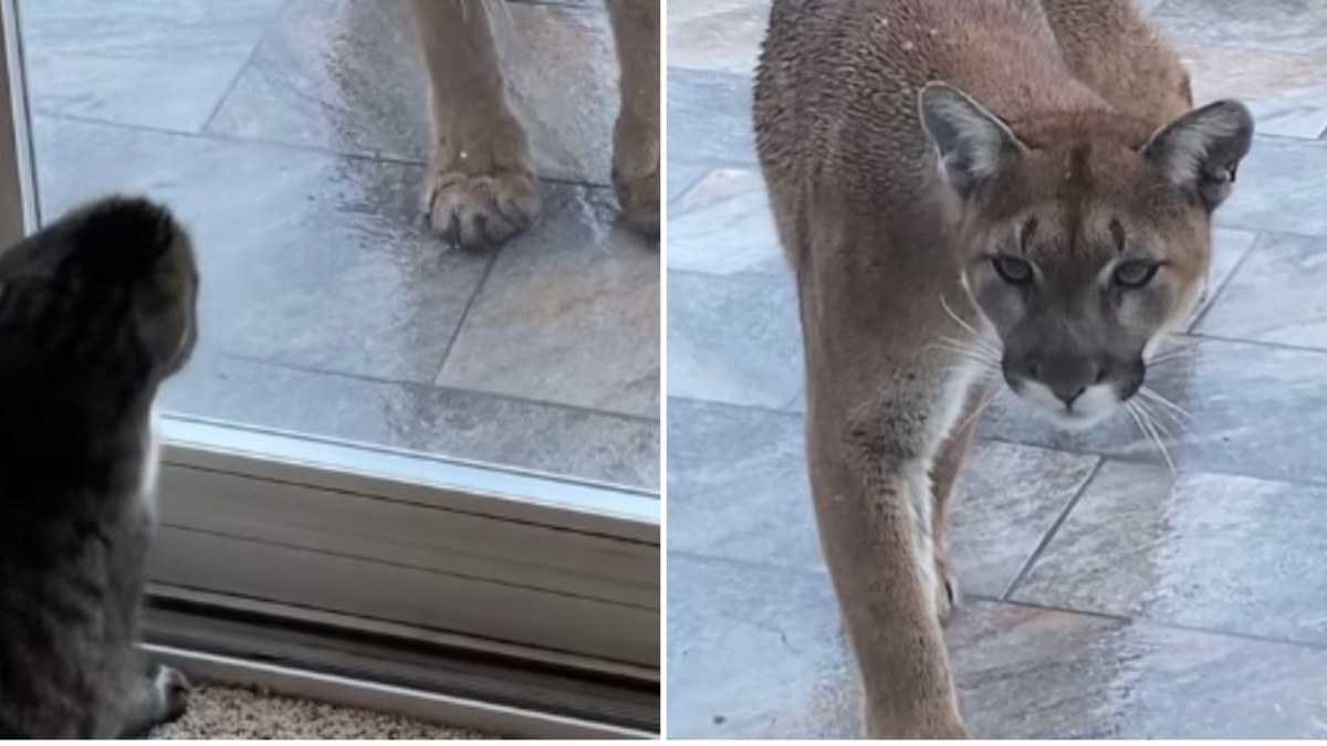 Illustration : "Un chat sénior défie un puma qui s’est introduit dans son jardin (vidéo)"