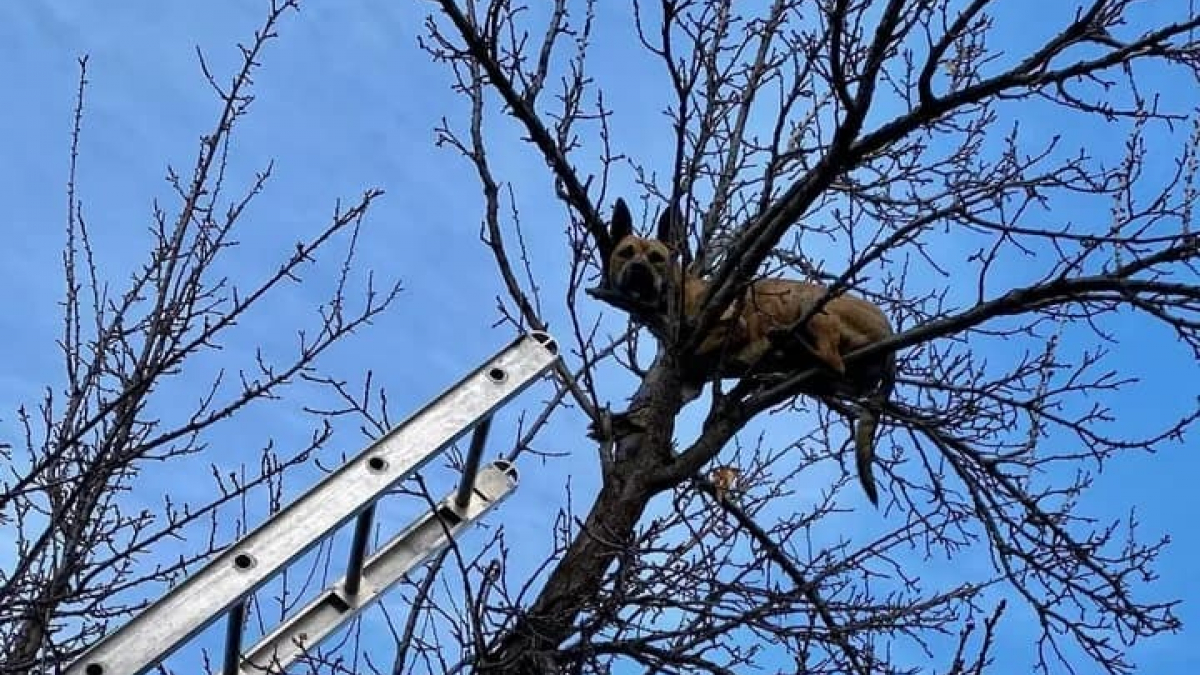 Illustration : "Un chien se retrouve coincé en haut d’un arbre après avoir pourchassé un écureuil"