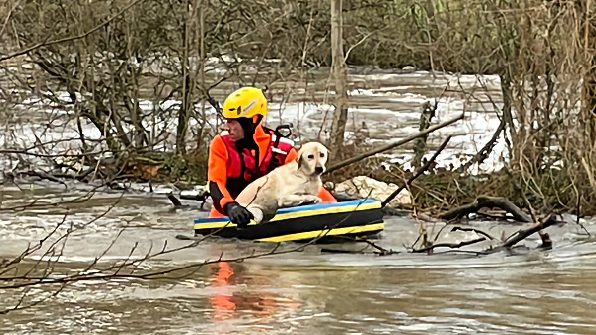Illustration : "Un chien aperçu en grande difficulté dans un fleuve en crue, des témoins appellent les secours"