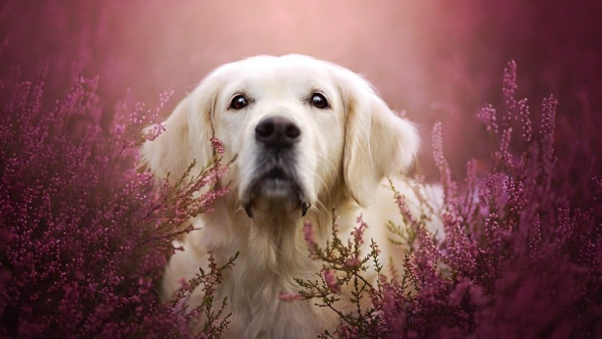 Illustration : "20 nouvelles photos sublimes de la joyeuse meute de chiens voyageurs d'Alicja Zmyslowska"