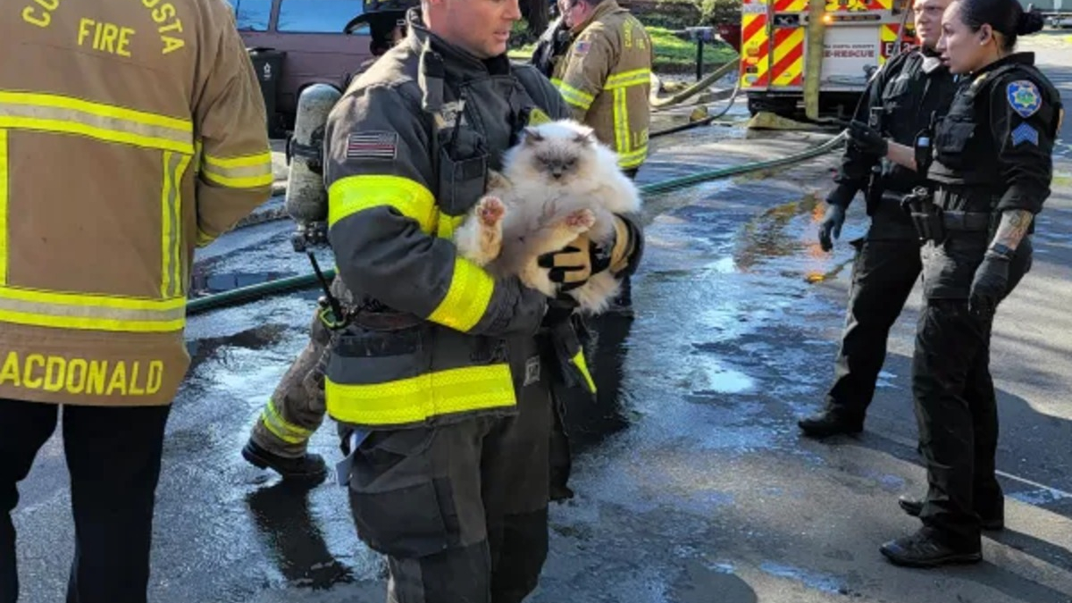 Illustration : "Une opération de sauvetage lancée en urgence pour 70 chats et chiens piégés par les flammes "