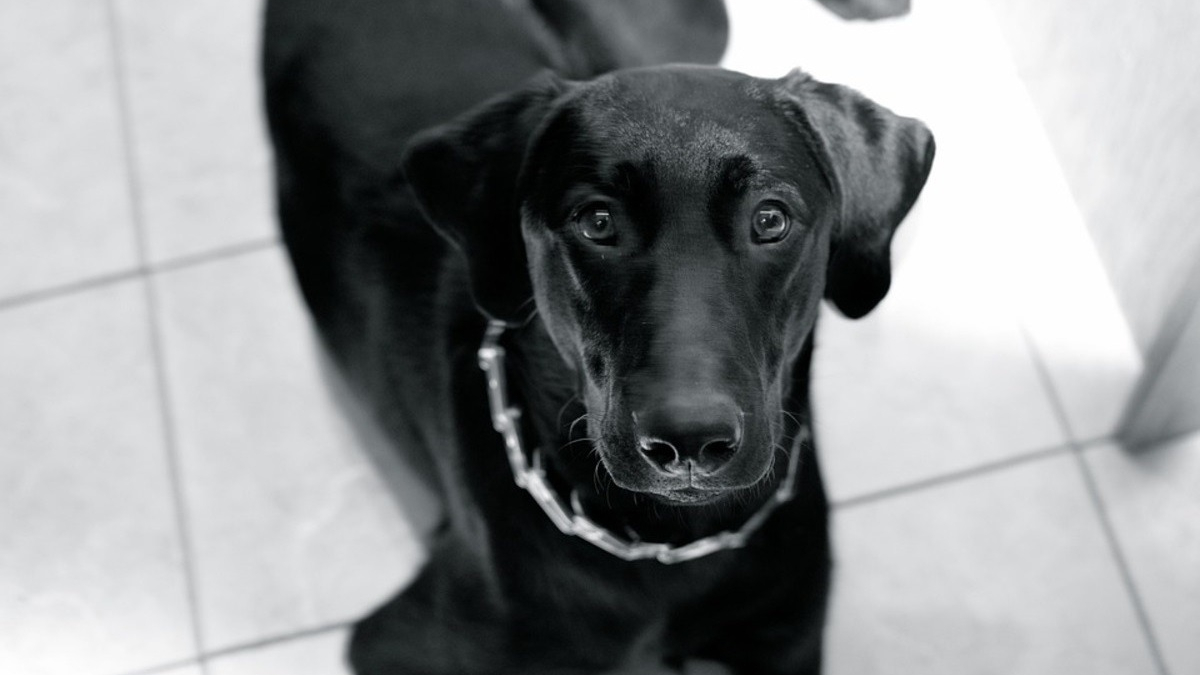 Illustration : "L'Assemblée nationale adopte la loi interdisant les colliers de dressage pour chien"