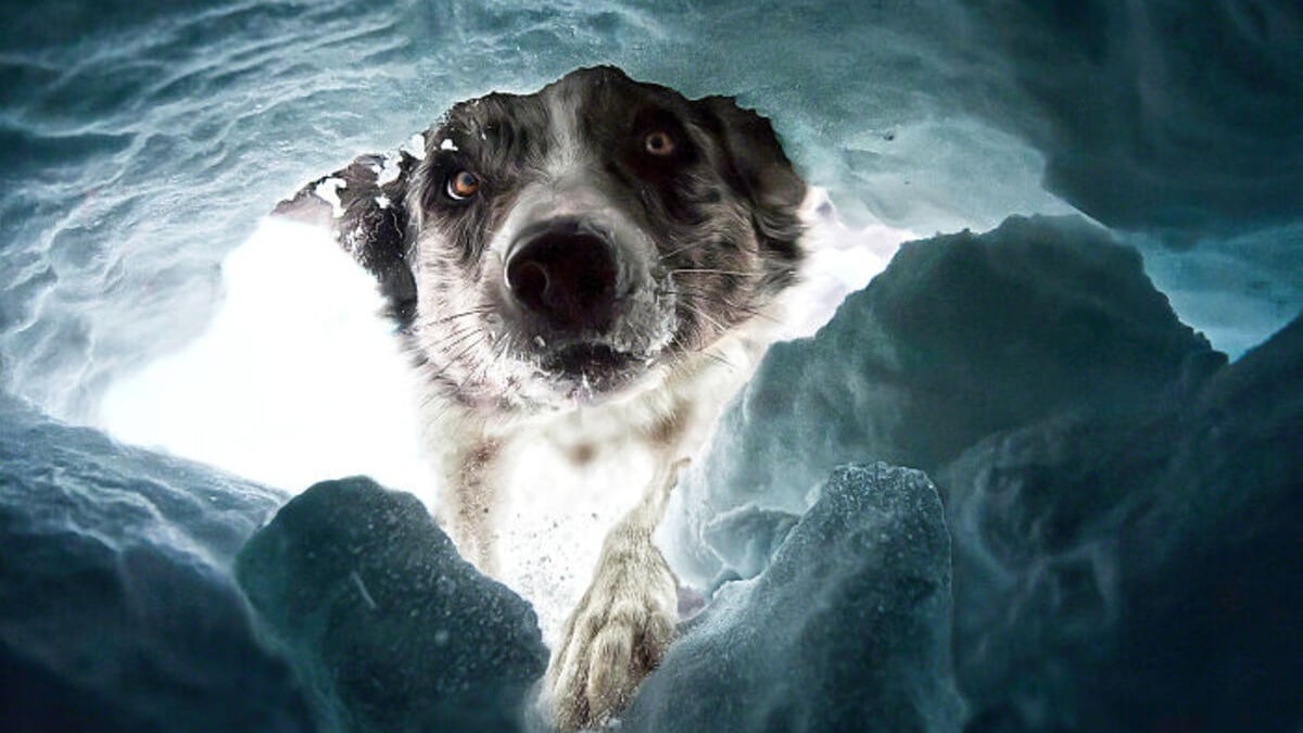 Illustration : "12 clichés présentés lors d'un grand concours photo canin et qui vous laisseront sans voix"