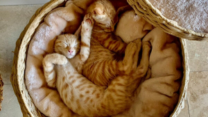 Illustration : 20 photos de duos de chats profitant ensemble des joies de la vie de famille