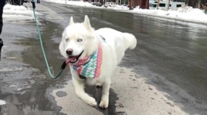 Illustration : L'histoire et la joyeuse démarche de ce chien atteint d'un trouble cérébral en font une source d'inspiration (vidéo)