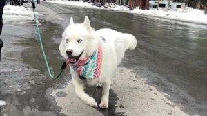 Illustration : "L'histoire et la joyeuse démarche de ce chien atteint d'un trouble cérébral en font une source d'inspiration (vidéo)"