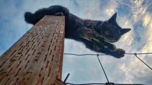 Illustration : 20 photos prouvant que défier les lois de la gravité est un véritable mode de vie pour les chats