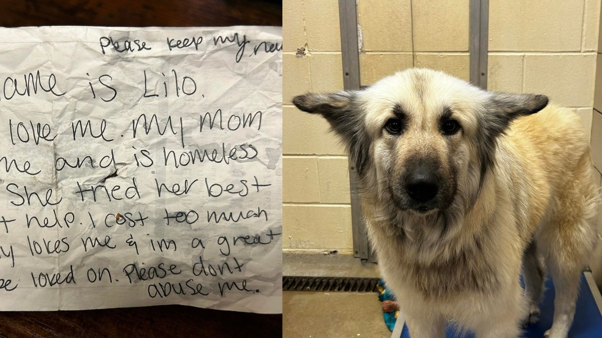 Illustration : "La réponse touchante d'une association à la personne ayant abandonné son chien et expliqué son geste dans une note"