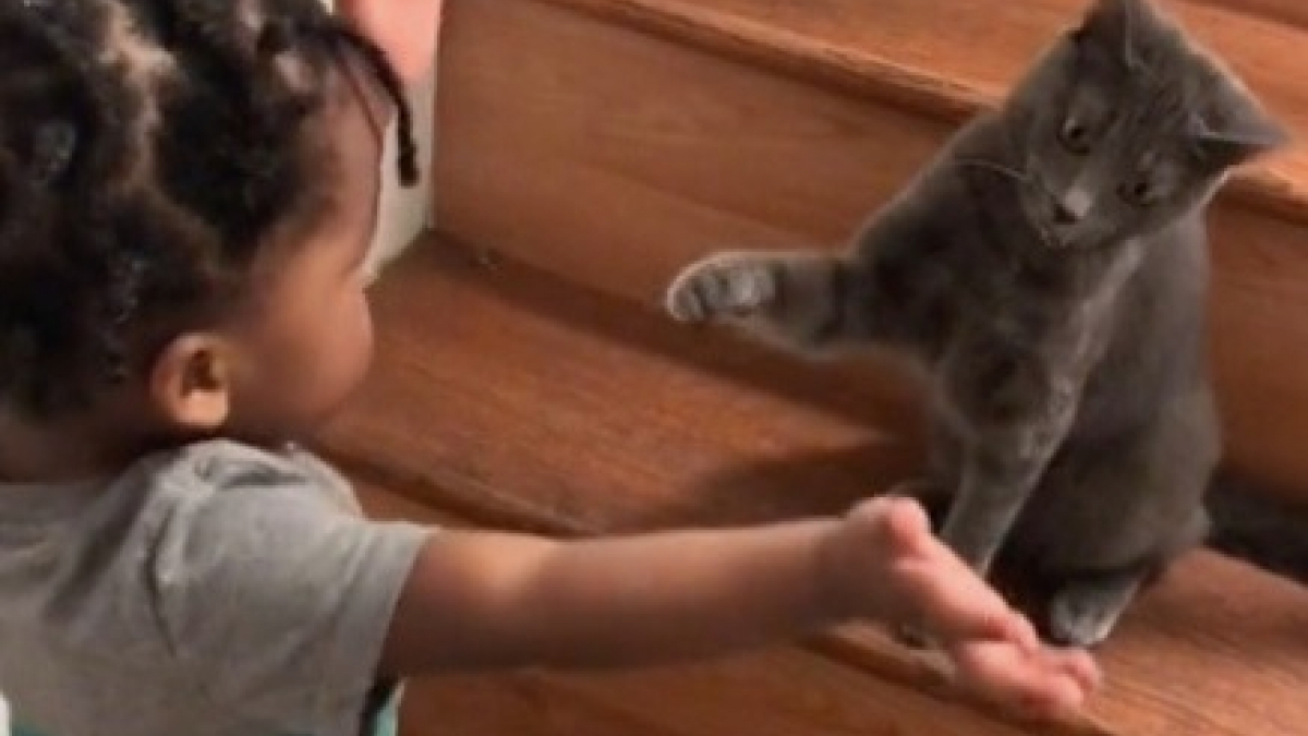 Illustration : "Une chatte protectrice empêche un bébé de grimper les marches d’un escalier (vidéo)"