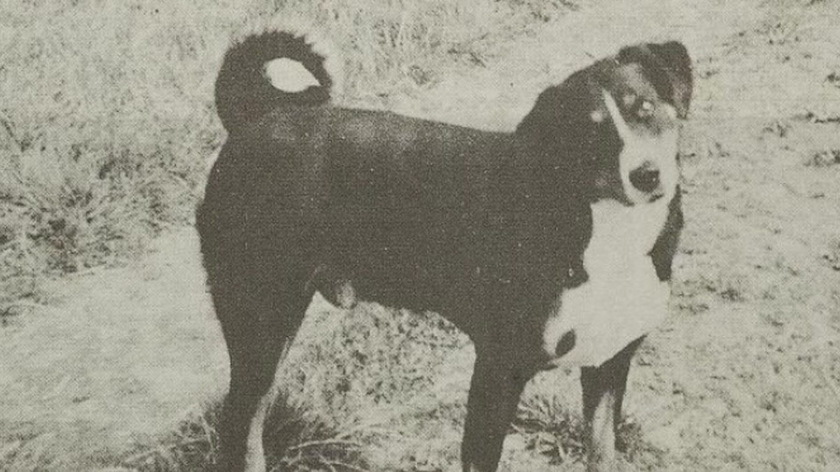 Illustration : "Le récit héroïque de Bläsz, un chien méconnu ayant sauvé des dizaines de vaches lors d'inondations en 1953"