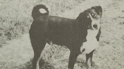 Illustration : Le récit héroïque de Bläsz, un chien méconnu ayant sauvé des dizaines de vaches lors d'inondations en 1953