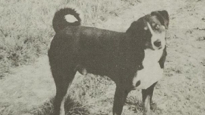 Illustration : "Le récit héroïque de Bläsz, un chien méconnu ayant sauvé des dizaines de vaches lors d'inondations en 1953"